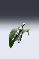 Leonardo Momento Magico Fountain Pen - Leaf/Foglia with Gold Trim