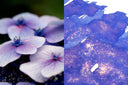 Dominant Industry Periwinkle Twinkle - Pearl Series Ink Bottle